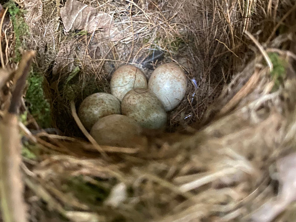 Robin, Thornbury, April 2021