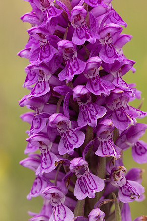 Souhern Marsh-orchid, Kenfig, June 2024
