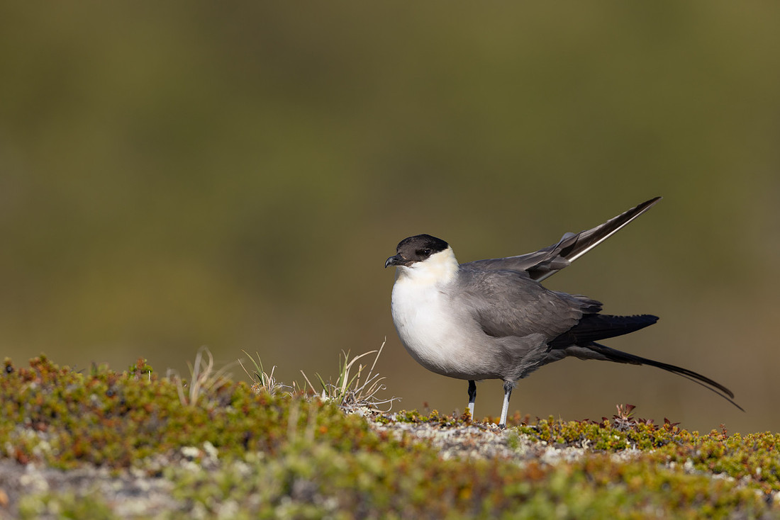 Long-tailed Skua, Mount Aliigas, Finland, June 2023