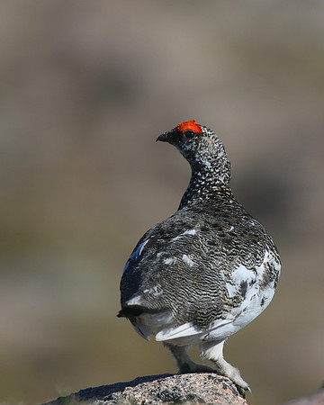 Ptarmigan, Cairngorm, June 2016