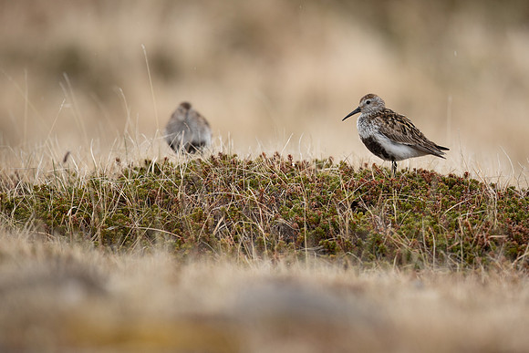 Dunlin, Raufarhofn, Iceland, June 2022