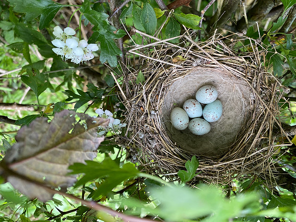 Linnet, Oldbury, May, 2023