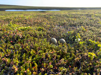 Arctic Skua, Komagvaerstranda Naturreservat Norway, June 2023.