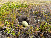 Arctic Skua, Skallelv Neset, Norway, June 2023