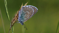 Large Blue, Collard Hill, June 2016.