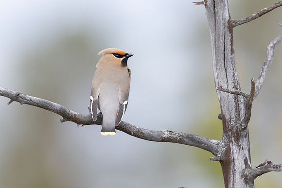 Waxwing, Svanvik, June 2023