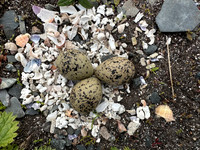 Tundra Plover, Vadsøya, Norway, June 2023