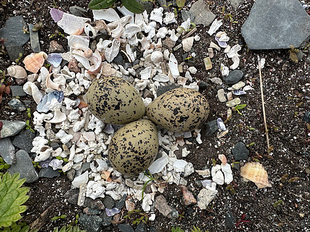 Tundra Plover, Vadsøya, Norway, June 2023
