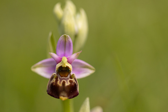 Late Spider-orchid, Kent, May 2024