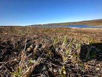 Northern Golden Plover, Batsjford,​ Norway, June 2023