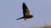 Amur Falcon, Anarita Park, May 2016