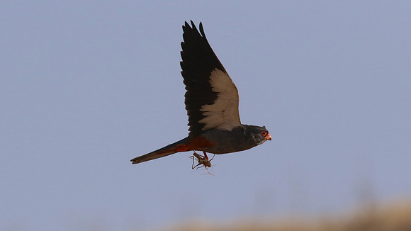 Amur Falcon, Anarita Park, May 2016