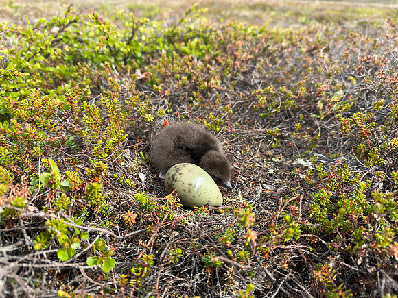 Arctic Skua, Skallelv Neset, Norway, June 2023