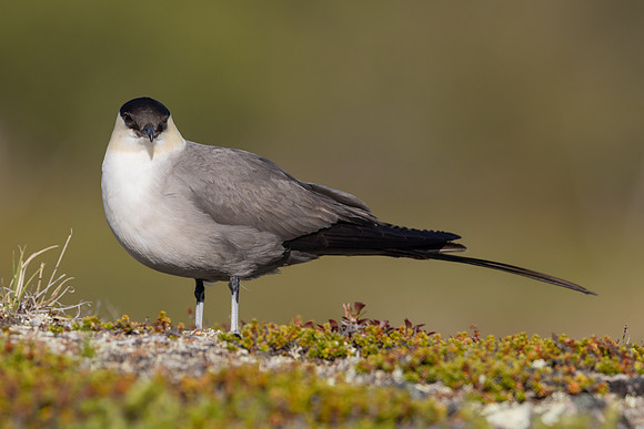 Long-tailed Skua, Mount Aliigas, Finland, June 2023