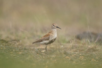 Dunlin, Eyrarbakki, Iceland, June 2022