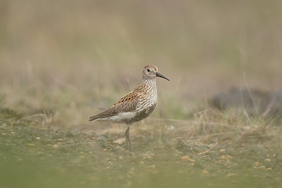 Dunlin, Eyrarbakki, Iceland, June 2022
