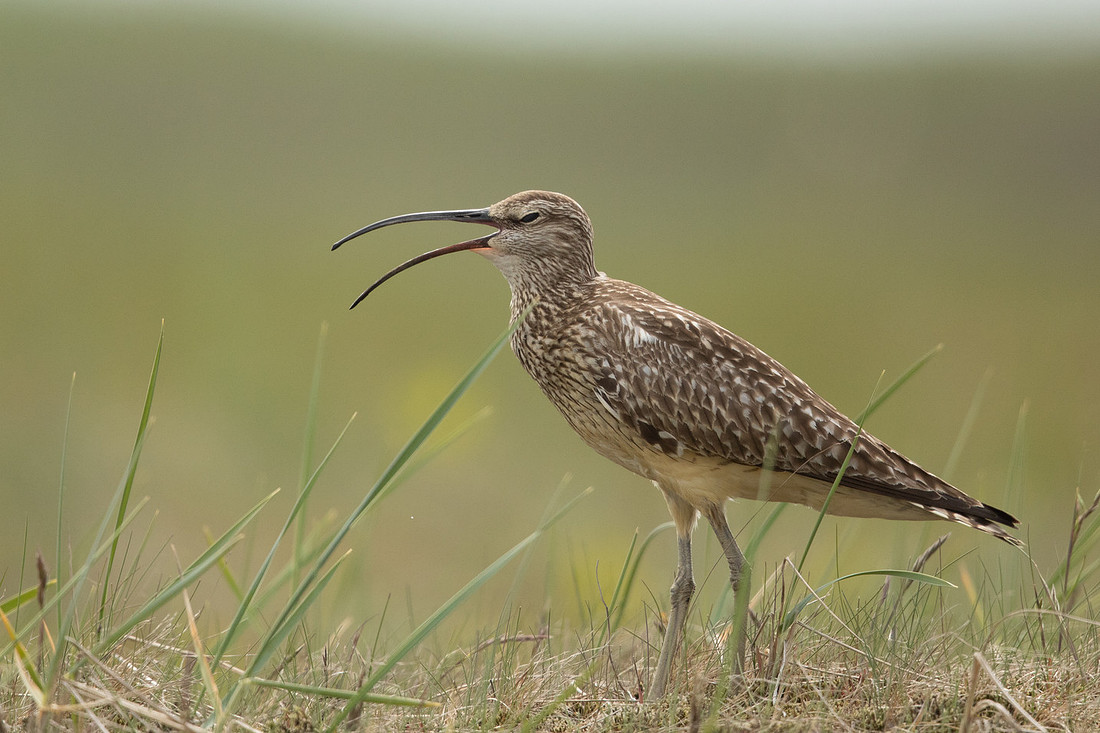 Whimbrel, Eyrarbakki, Iceland, June 2022