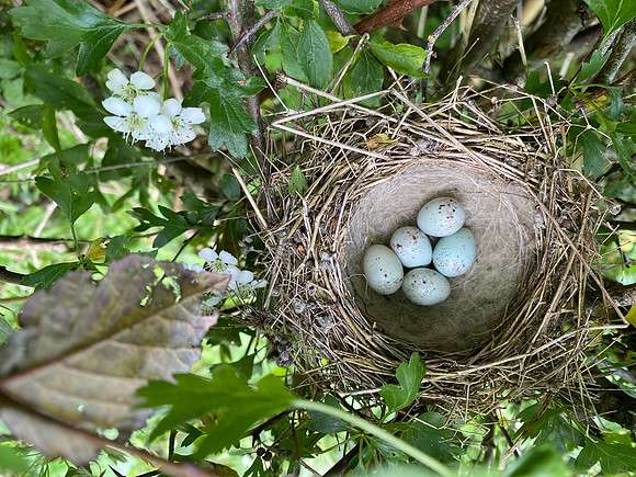 Linnet, Oldbury, May, 2023