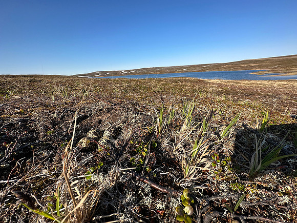 Northern Golden Plover, Batsjford,​ Norway, June 2023