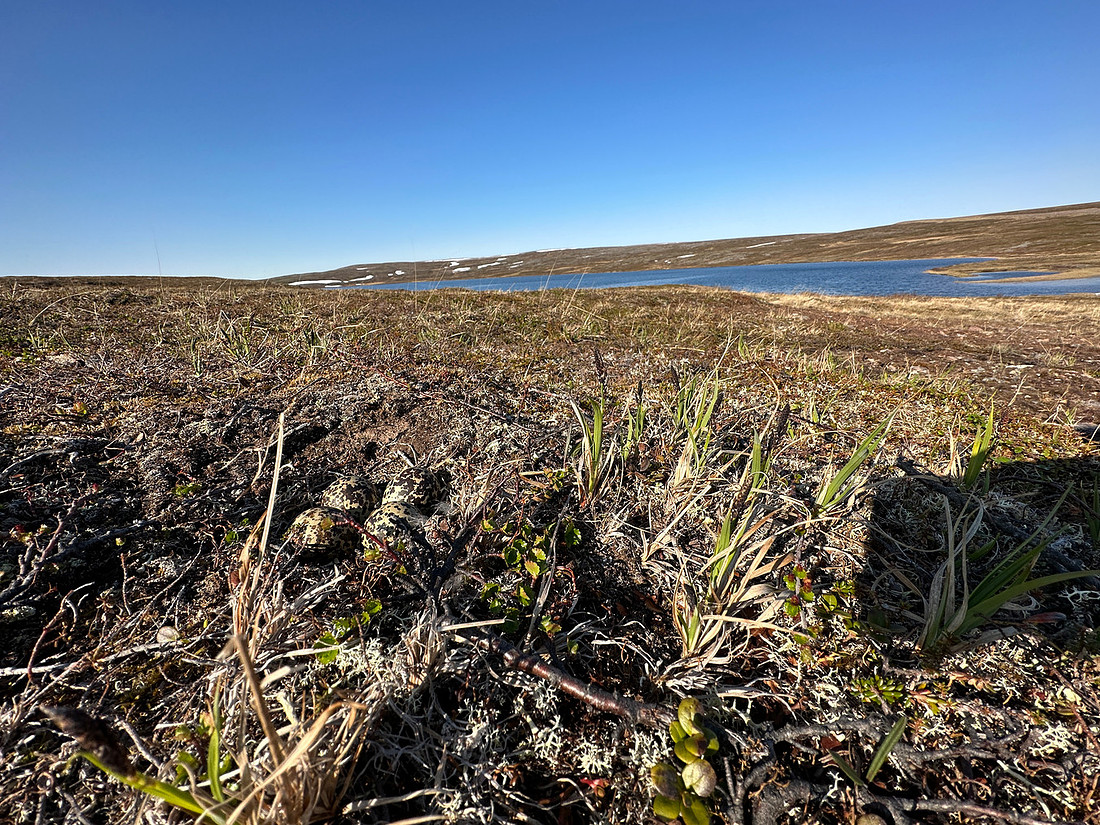 Northern Golden Plover, Batsjford, Norway, June 2023