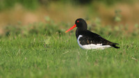 Oystercatcher, Lochindorb, June 2016
