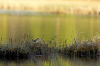 Wood Sandpiper, Finland, June 2023