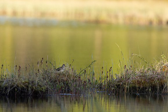 Wood Sandpiper, Finland, June 2023