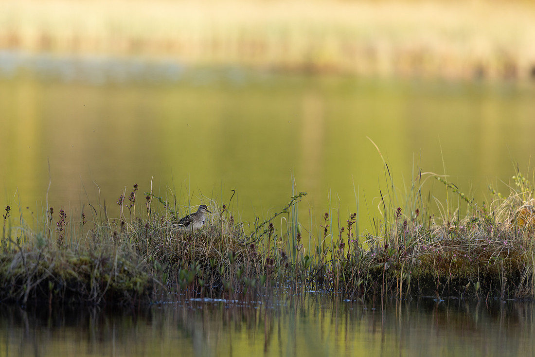 Wood Sandpiper, Finland, June 2023