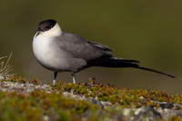 Long-tailed Skua, Mount Aliigas, Finland, June 2023