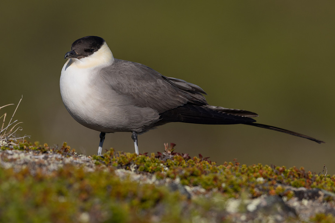Long-tailed Skua, Mount Aliigas, Finland, June 2023