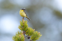 Grey headed wagtail, Svanvik, June 2023
