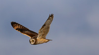 Short-eared Owl, Hawling, January 2015