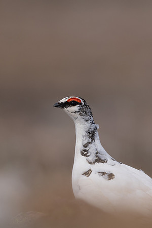Ptarmigan, Batsjford, Norway, June 2023