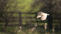 Barn Owl, Farmoor, Oxfordshire, March 2016