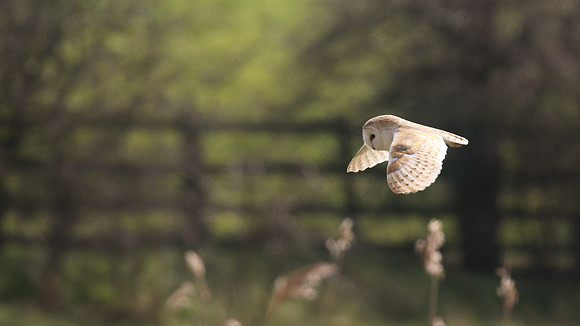Barn Owl, Farmoor, Oxfordshire, March 2016