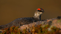 Ptarmigan, Cairngorm, June 2016