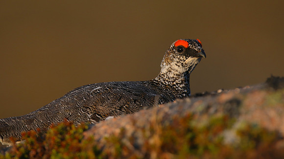 Ptarmigan, Cairngorm, June 2016
