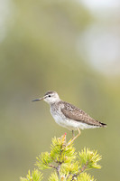 Wood Sandpiper, Svanvik, June 2023