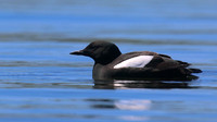 Black Guillemot, Oban, June 2016