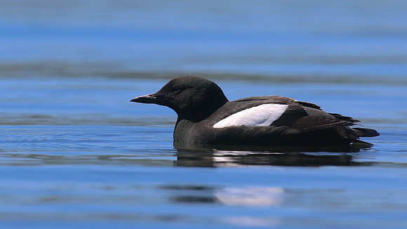 Black Guillemot, Oban, June 2016