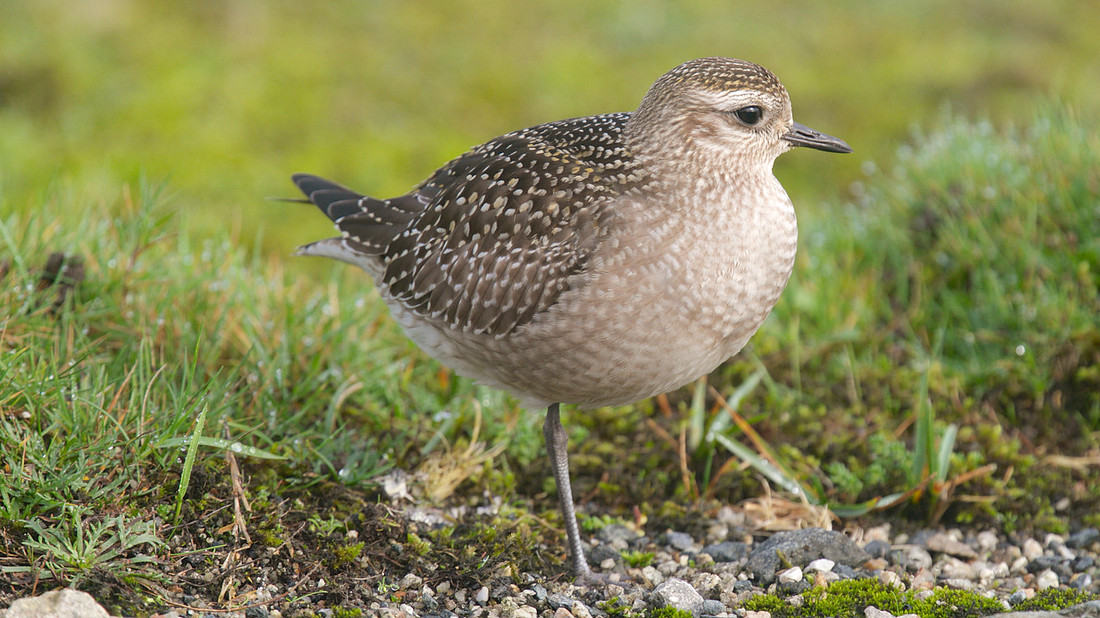 American Golden Plover, Davidstow, October 2014
