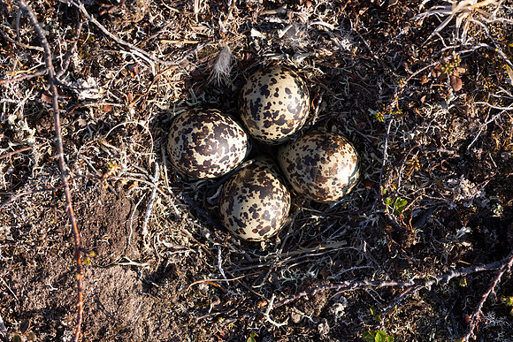 Northern Golden Plover, Batsjford, Norway, June 2023