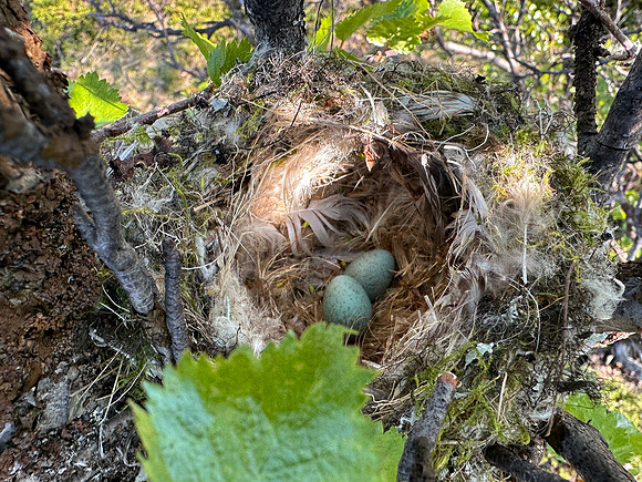 Brambling, Finland, June 2023.