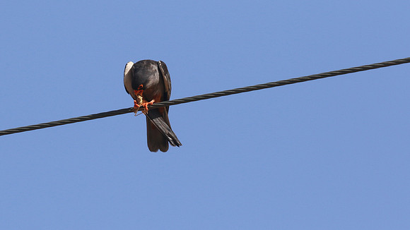 Amur Falcon, Anarita Park, May 2016