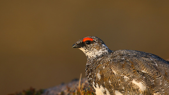 Ptarmigan, Cairngorm, June 2016