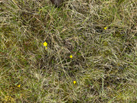 Temmincks Stint, Skallelv Neset, Norway, June 2023 (set 1)