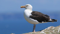 Great Black-backed Gull