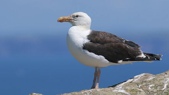 Great Black-backed Gull.