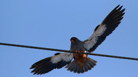 Amur Falcon, Anarita Park, Cyprus, May 2016