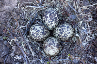 Northern, Golden Plover, Batsjford, Norway, June 2023